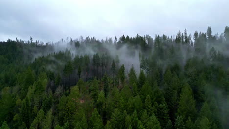 misty view of muir woods from a drone