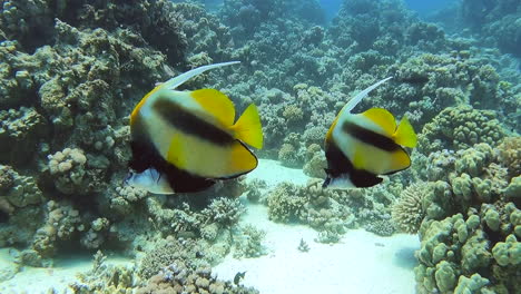 dos coralfish banderín, o heniochus acuminatus, nadan a lo largo del arrecife de coral