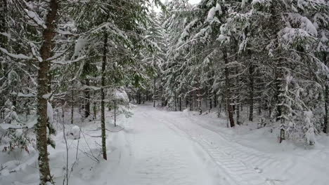 dolly forward shot of a snowy forest winter scene with tall pine trees