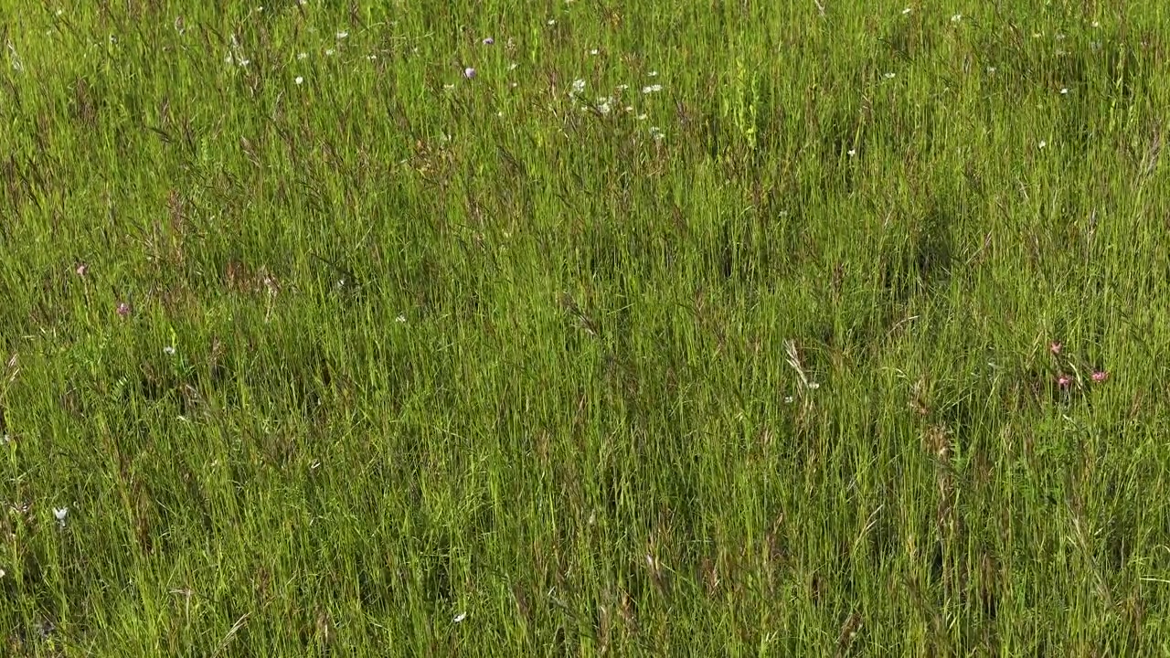 Ampia inquadratura statica di erba verde vibrante e fiori selvatici che ondeggiano nella luminosa luce estiva del giorno.