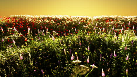 field with flowers during summer sundown