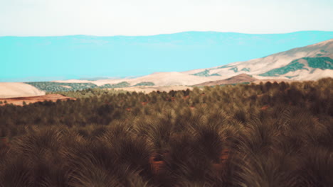 hierba verde en el desierto de liwa