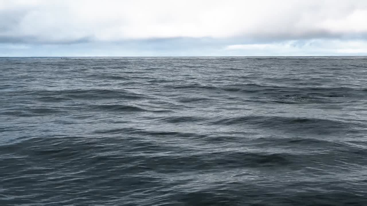 una manada de orcas saliendo a la superficie para el aire 2015