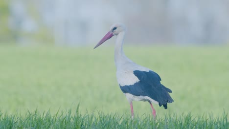 white stork walkin and collecting dry grass for nest