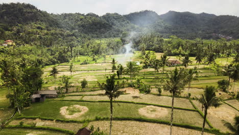 coconut trees in the rice fields with smoke coming out from burning of dry rice straw