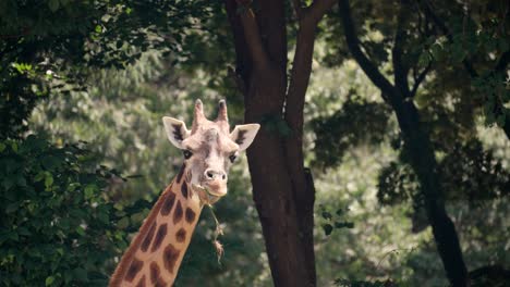 jirafa comiendo hierba en una naturaleza salvaje