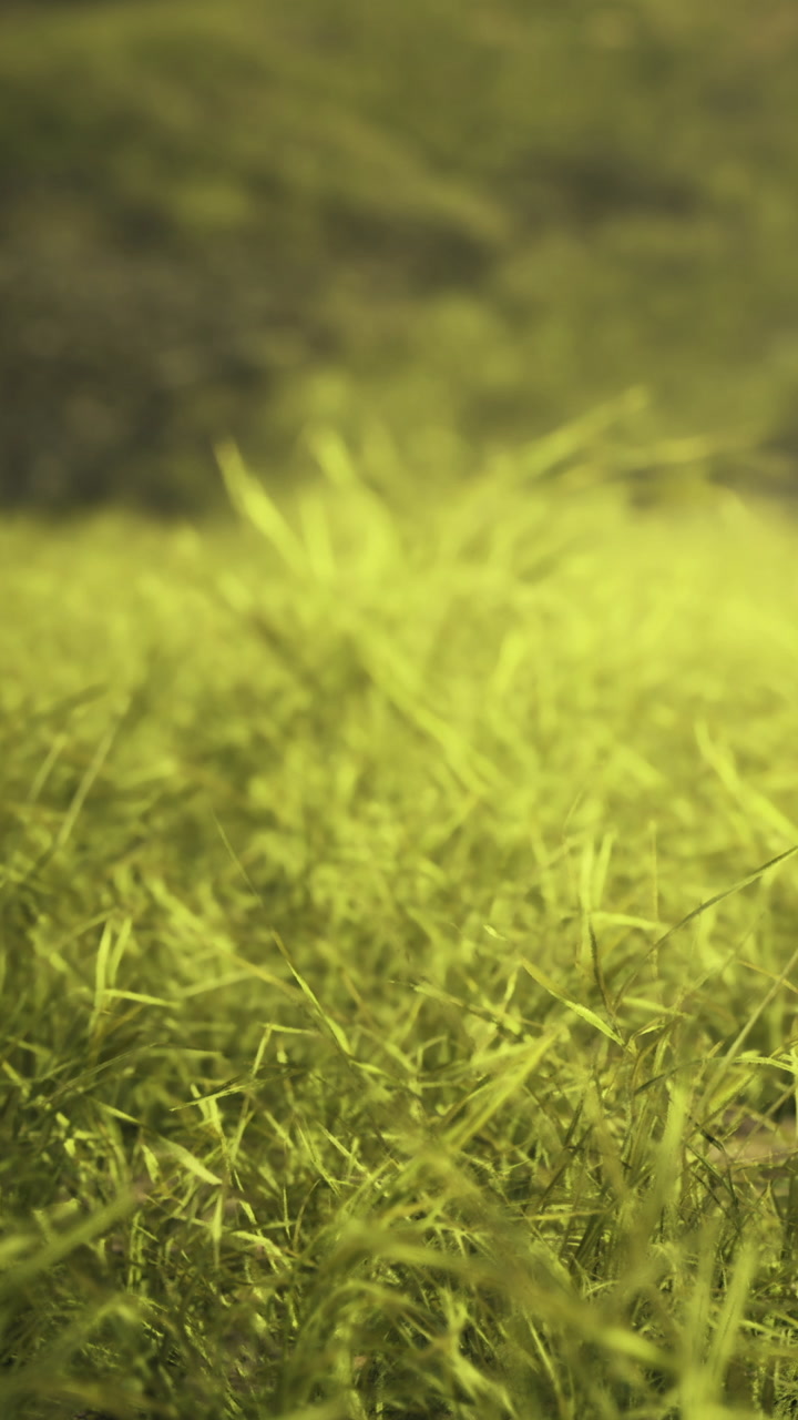 Erba verde lussureggiante che ondeggia dolcemente nella calda brezza pomeridiana