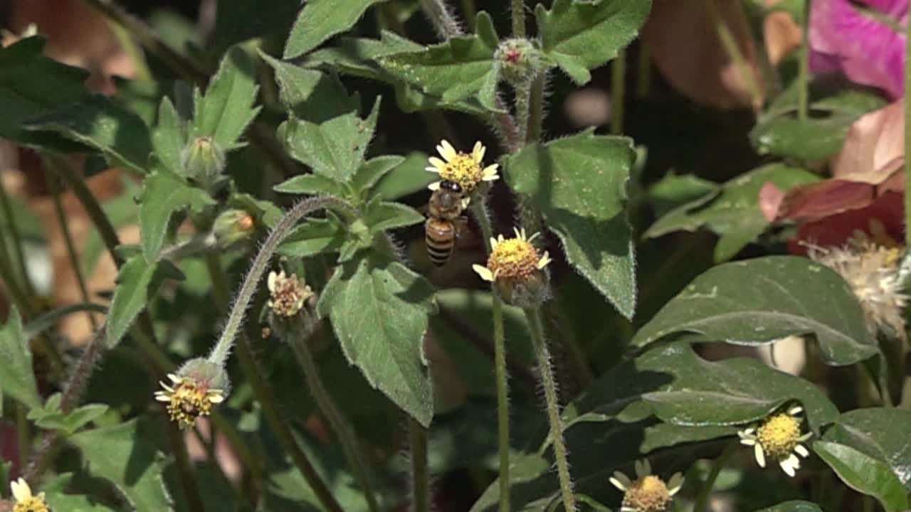 느린 동작으로 날개를 퍼덕이는 꿀벌