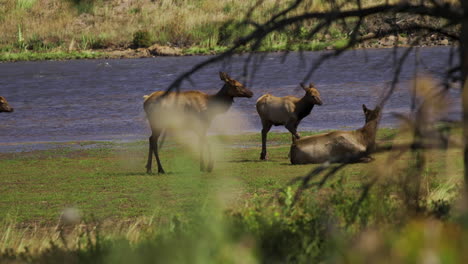 herd of elk walking out of mountain lake through marsh wetlands 60p