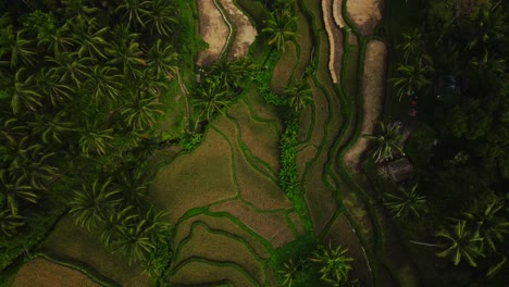 Drop-down-view-of-rice-field-terrace-and-luxurious-palm-tree-forest-in-Bali,-Indonesia