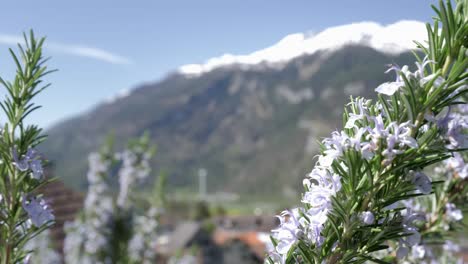 flowery vorholzweg trimmis alps switzerland rack focus