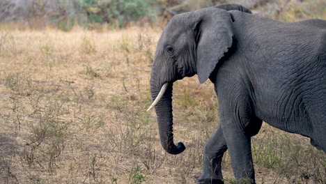 African-elephant-male-bull-observing-the-grasslands-of-Ngorongoro-wildlife-preserve-in-Tanzania,-Handheld-medium-shot