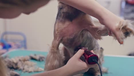 woman giving a trim to york puppy