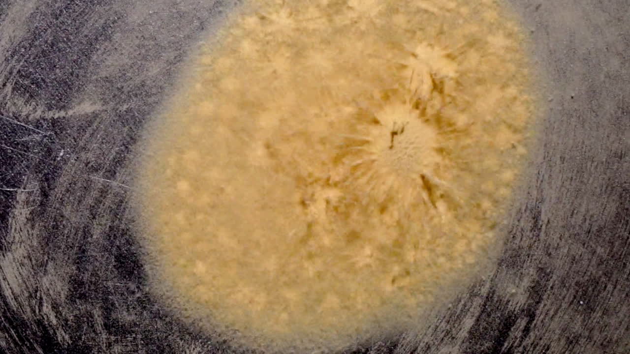 lycopodium 포자의 세포와 같은 소구가 진동의 영향으로 진동하고 폭발합니다.