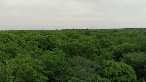 drone vuela hacia adelante sobre las copas de los árboles en un bosque boreal durante un día nublado cerca de los árboles