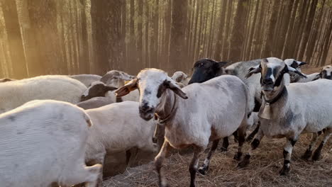 Close-up-shot-of-flock-of-white-sheep-with-bells-walking-in-a-forest-with-tall-trees