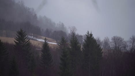 misty mountain forest with pine trees in the background