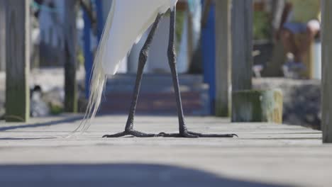 Great-Egret-legs-and-feet-walking-on-wooden-dock