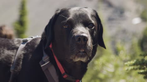 black lab on a summer hike taking a break