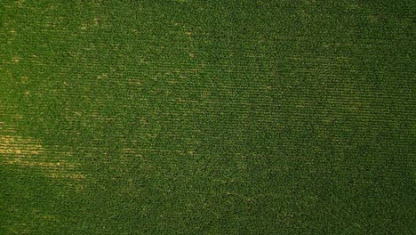 aerial view of a green agricultural field