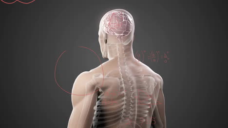 Animation-of-cross-section-of-male-body-over-mathematical-equations