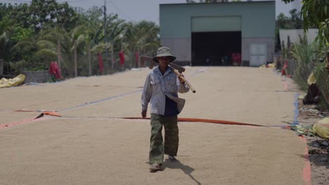 rice farmer drying rice in field