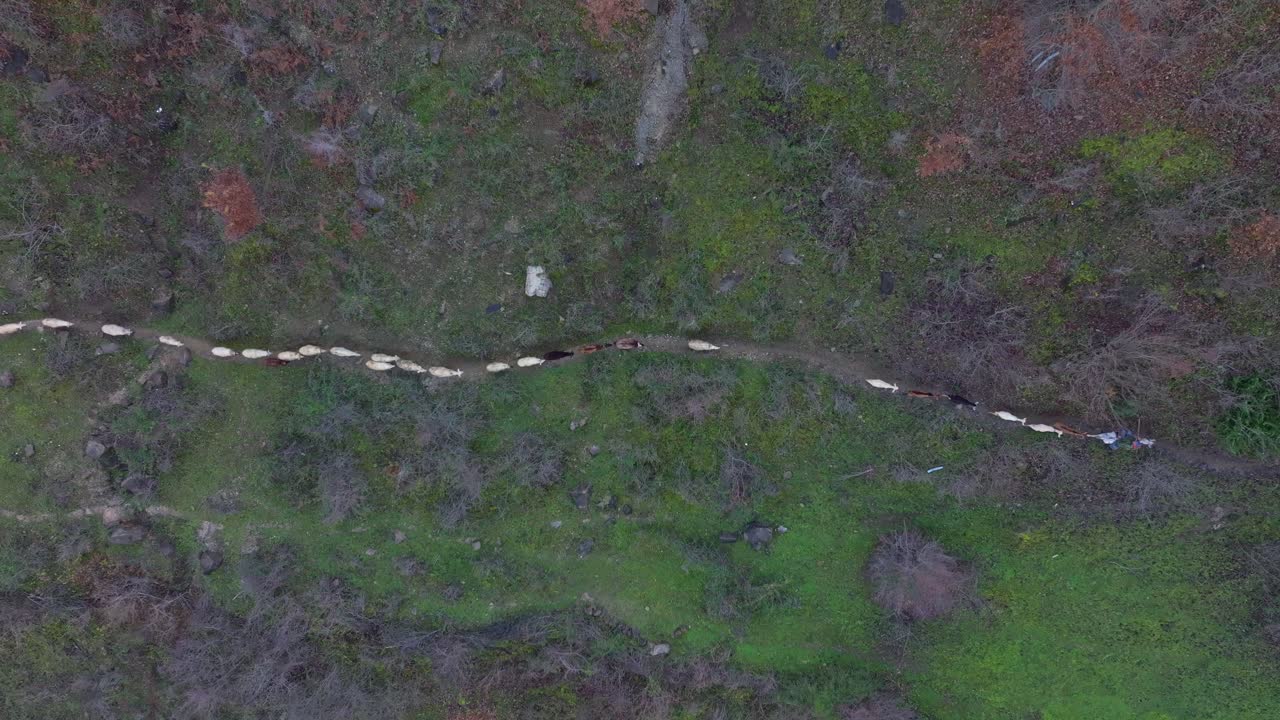 Aerial perspective of sheep walking on scenic mountain trail, Albania