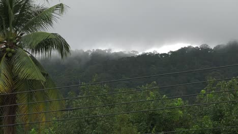 雨後的棕<unk>樹的靜態拍攝,背景的山被砍伐