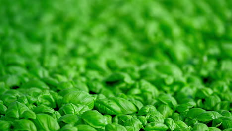 basil plants with healthy fresh leaves