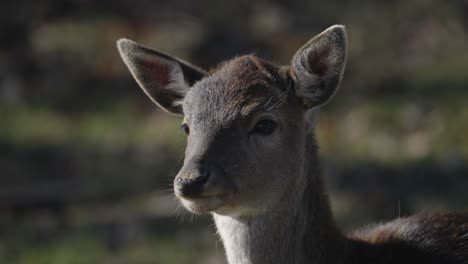 close up of young chital deer looking in distance and then looks at camera - parc omega, quebec, canada