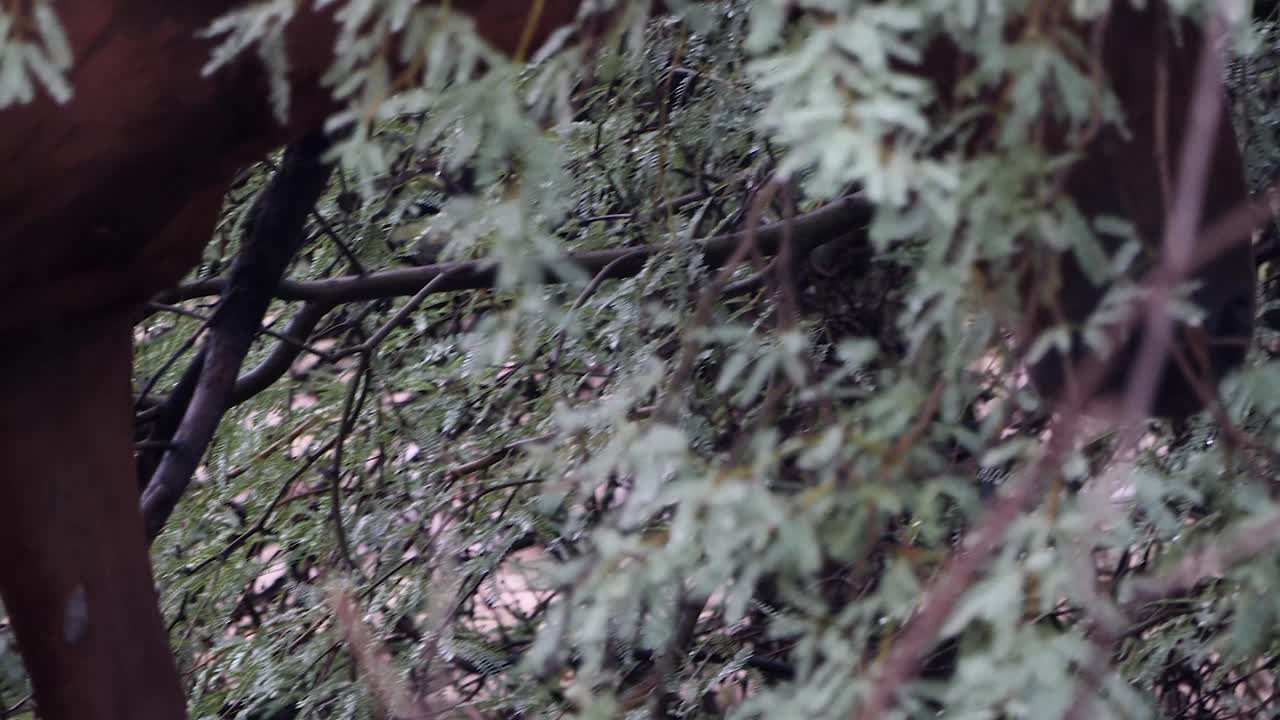 un caballo marrón camina detrás de las ramas espinosas de un árbol de mezquite