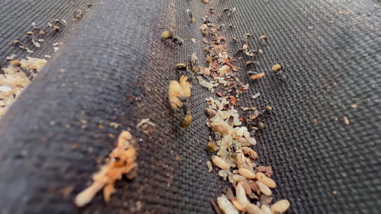 Ants move through exposed eggs and larvae inside a roof nest in static macro detail