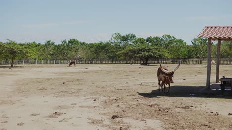 Watusi-De-Cuernos-Largos-En-Safari-Africano-Caminando,-Ankole-Watusi-Marrón-Con-Blanco,-Watusi-De-Cuernos-Gigantes-En-Cautiverio