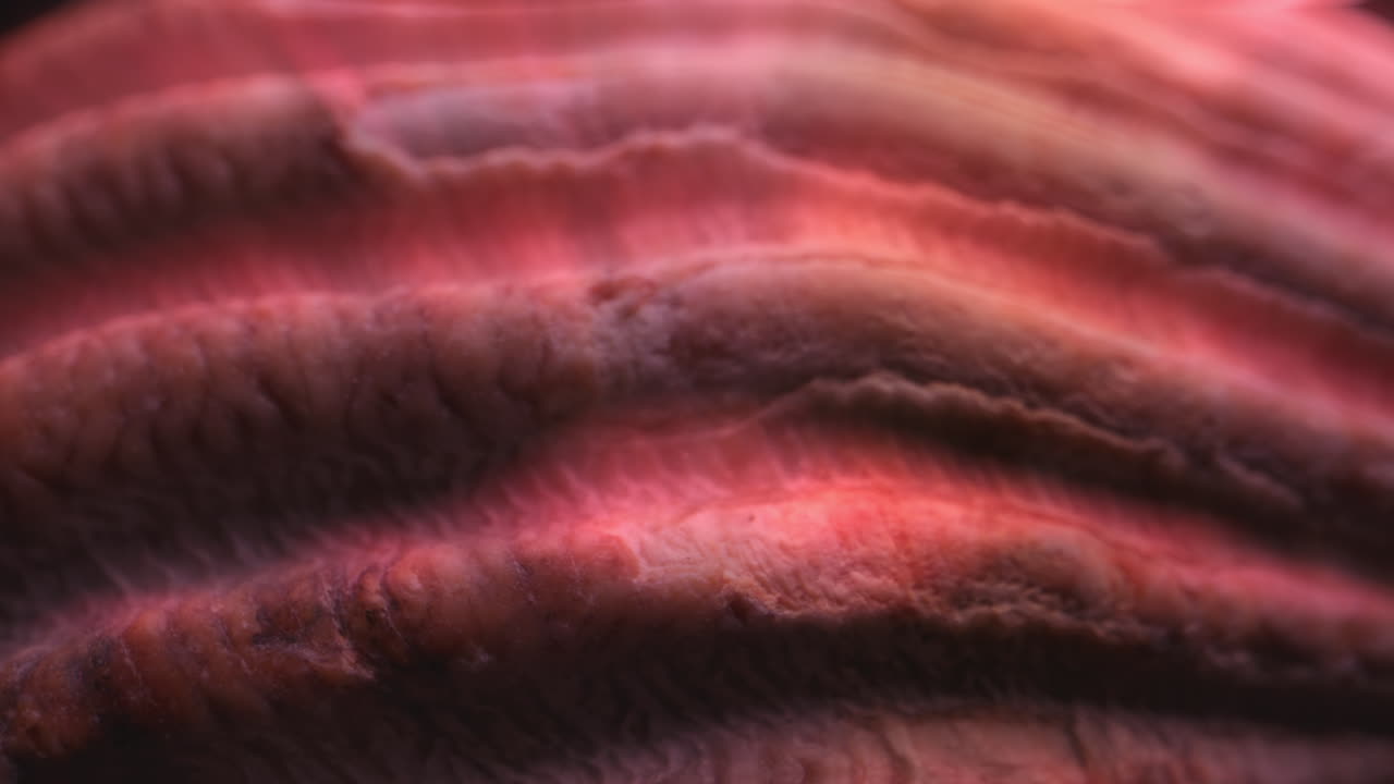 Close-up of a seashell