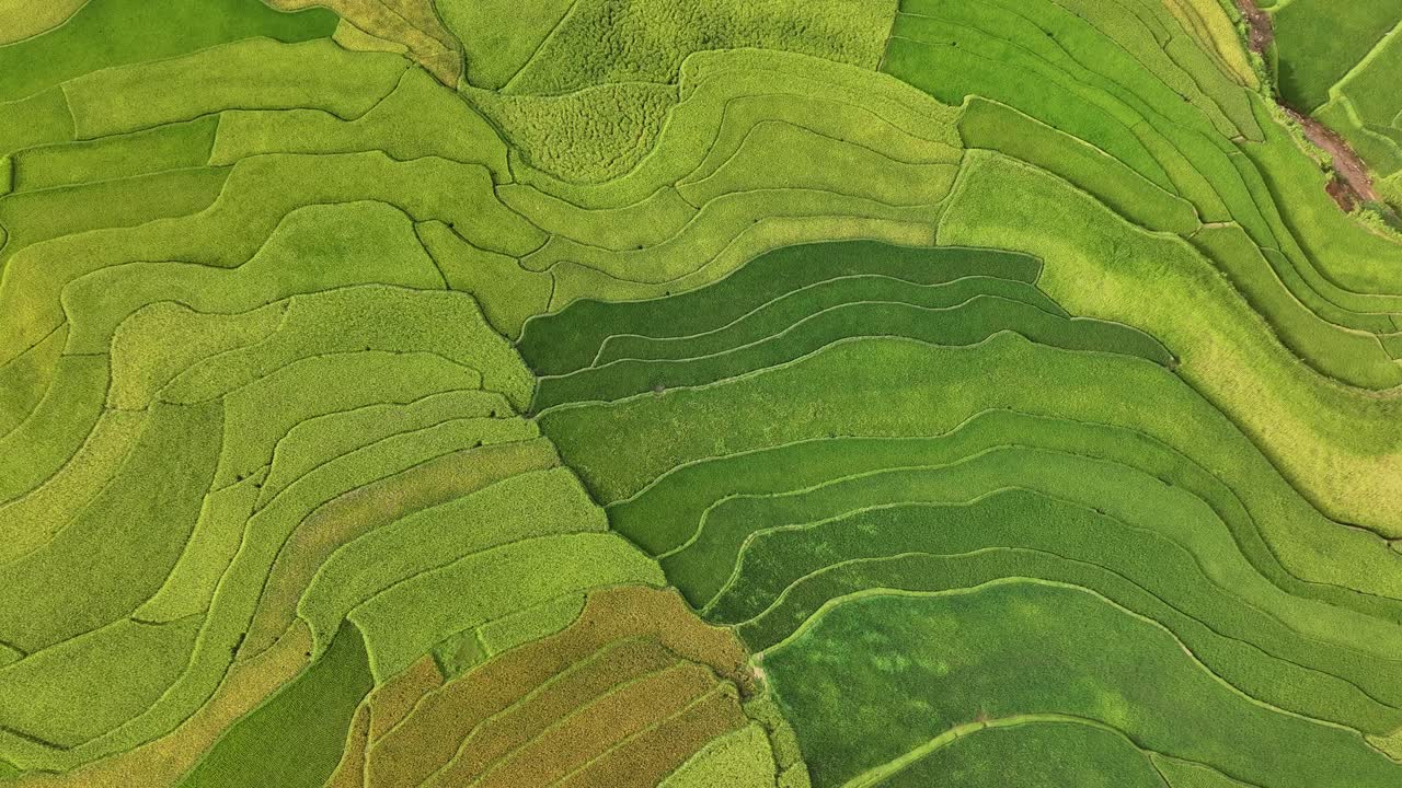 vista aérea de un campo de arroz en la terraza en el distrito de mu cang chai, vietnam