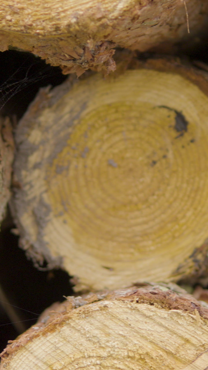 Macro shot of freshly cut pine logs stacked in a forest, showing detailed wood rings and bark texture. Ideal for forestry, timber industry, and environmental content.