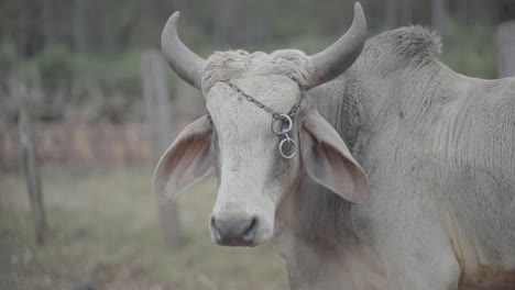 general shot of a light pale colored livestock bull with chains around the horns while it looks and stands still in a hay field