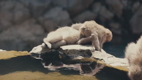 snow monkeys playing near a pond - wide shot