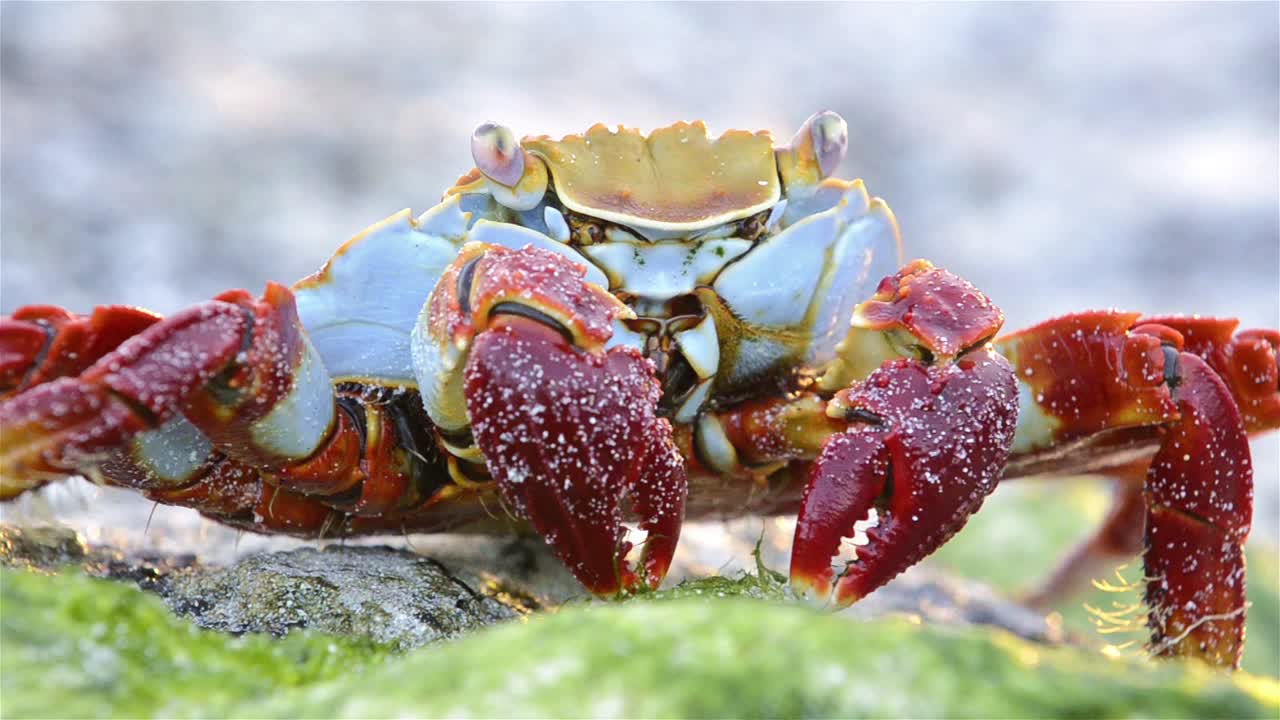 갈라파고스 제도 에콰도르의 페르난디나 섬에 있는 푼타 에스피노자에서 샐리 라이트풋 크랩의 근접 촬영