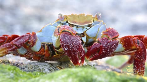 closeup of a sally lightfoot crab at punta espinoza on fernandina island in the galapagos islands ecuador