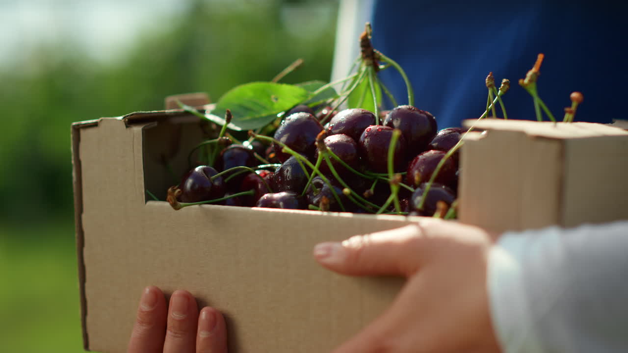 Cherry box farmer hands in countryside sunny garden collecting fruits closeup