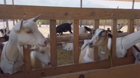 young white goats eating forage from mangers in farm pen