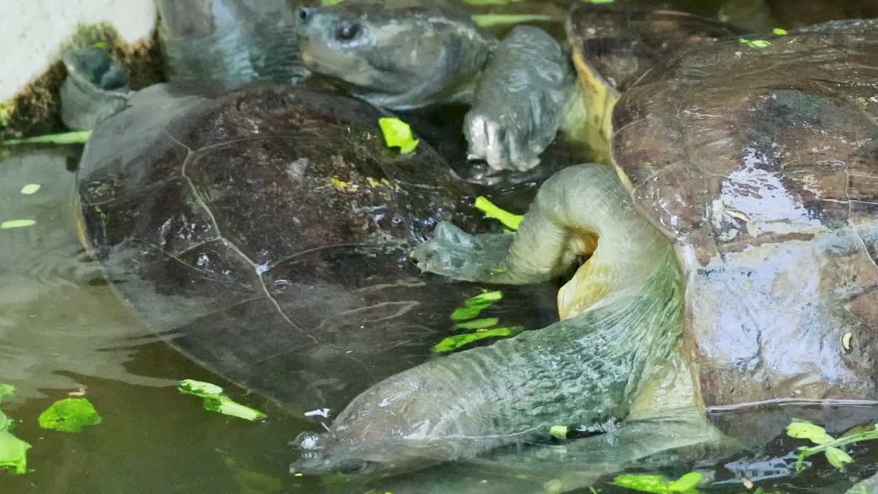A group of turtles interacting in a pond with floating leaves and water reflections.