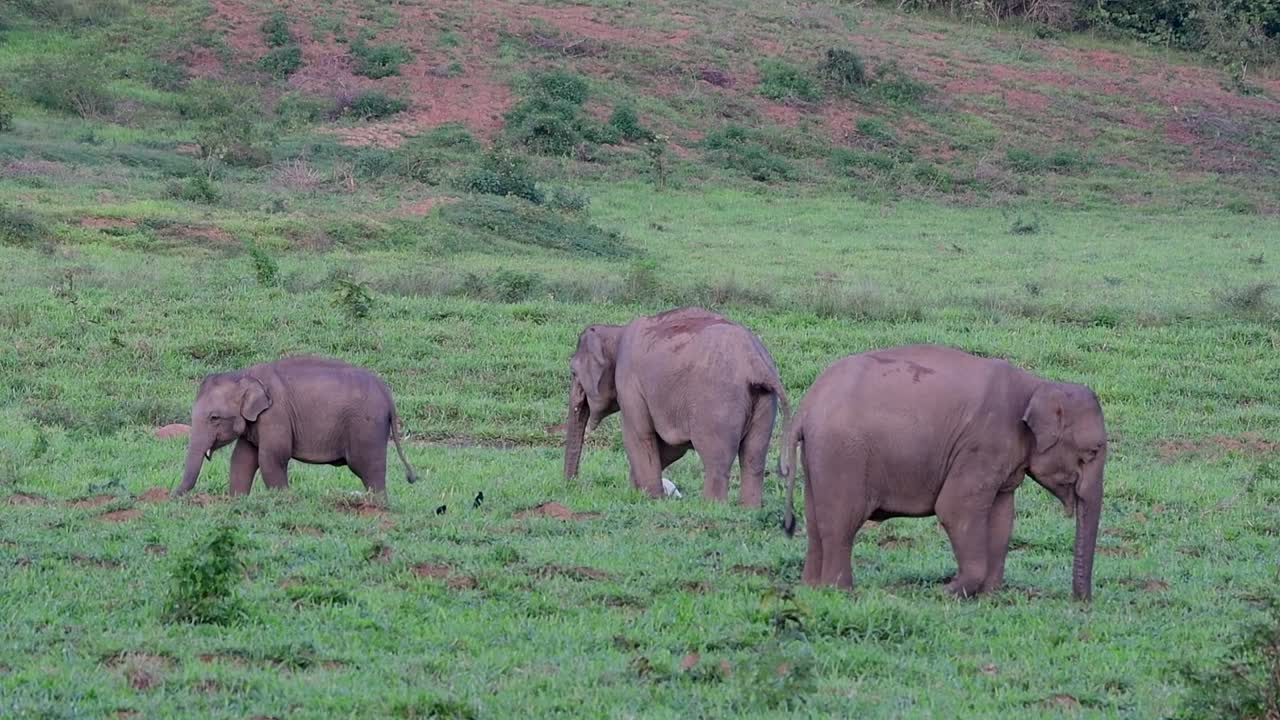 los elefantes asiáticos son especies en peligro de extinción y también son residentes de tailandia