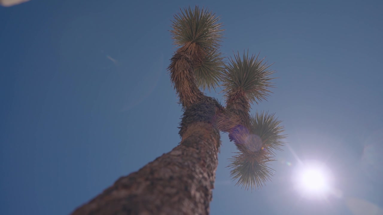 Uma vista de baixo ângulo olhando para o tronco de uma árvore de Josué em direção à luz solar intensa e ao céu azul.