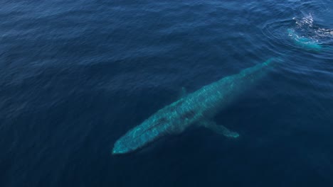 a 4k clip of a blue whale surfacing to spout off the orange county coastline in california