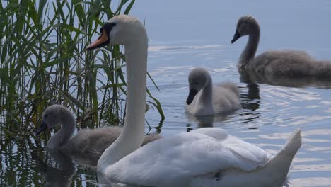 Familia-De-Cisnes-Con-Niños-Cisne-Nadando-En-Un-Estanque-Y-Buscando-Comida-Para-Peces-Durante-El-Sol,-Primer-Plano