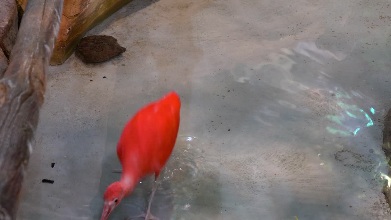 ibis escarlata alimentándose de aguas poco profundas del estanque en el zoológico