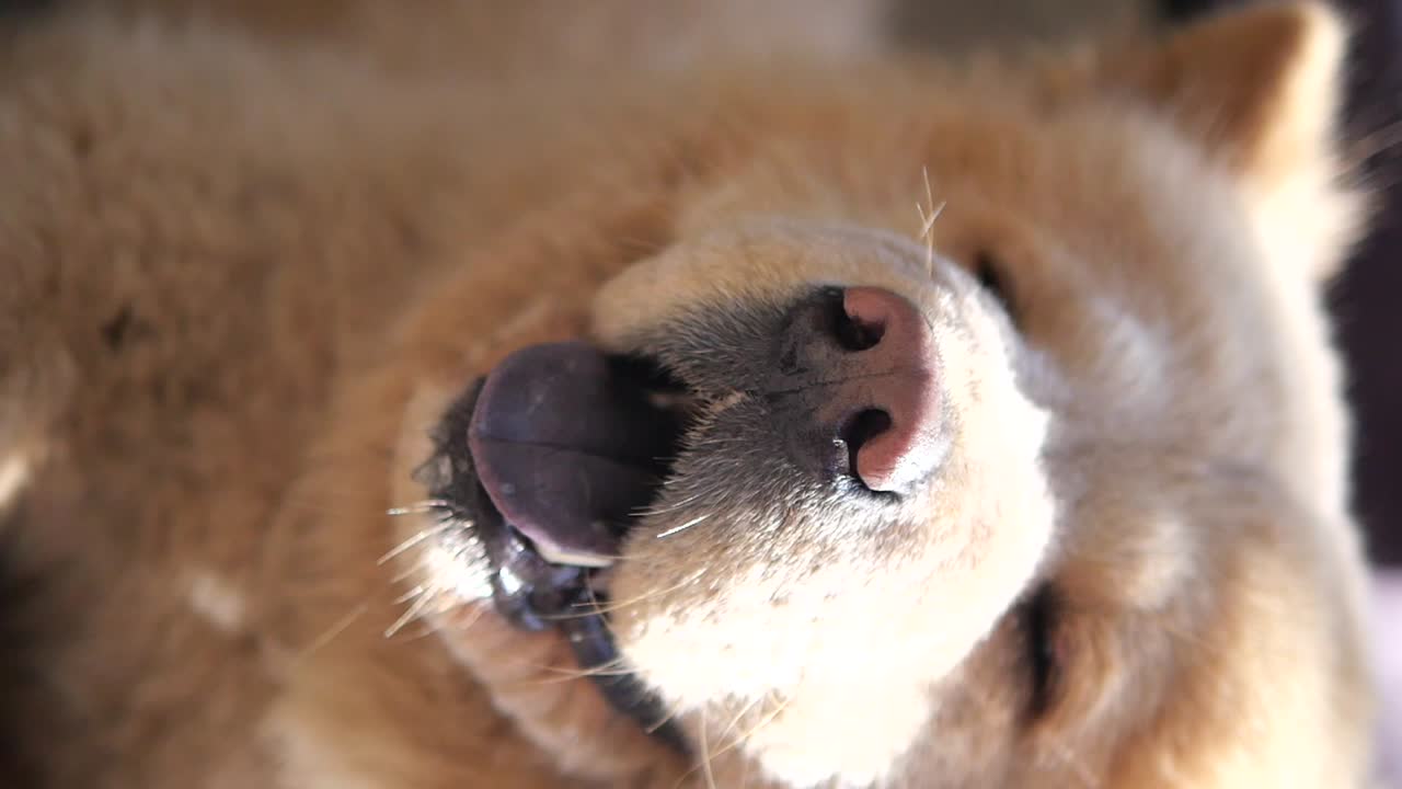 Close-up of a Happy Chow Chow