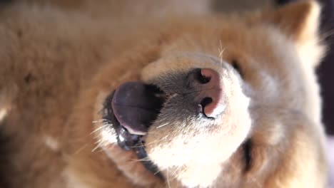 close-up of a happy chow chow